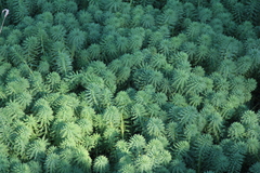 Myriophyllum aquaticum