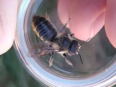Megachilinae