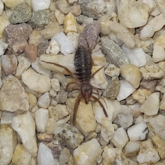 Gluvia dorsalis