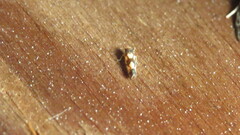 Erythroneura elegans