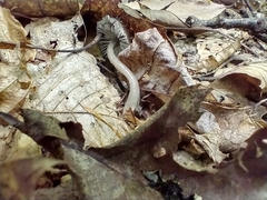 Gliophorus