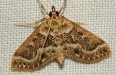 Achyra murcialis