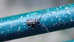 Exocentrus lusitanus