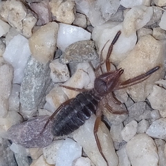 Gluvia dorsalis