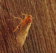 Delphacidae