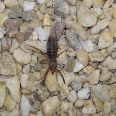 Gluvia dorsalis