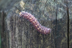 Acronicta