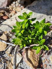 Phylica buxifolia