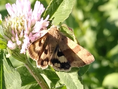 Heliothis