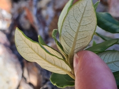 Phylica buxifolia