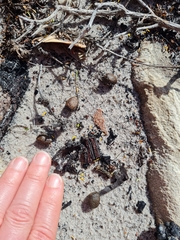 Raphicerus melanotis