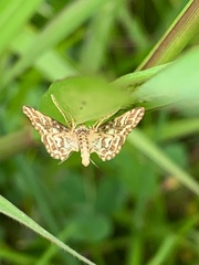 Elophila icciusalis