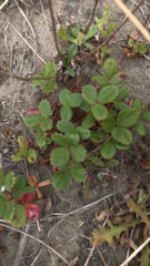 Fragaria chiloensis