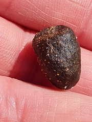 Raphicerus melanotis