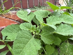 Solanum sarrachoides