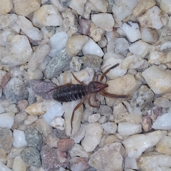 Gluvia dorsalis