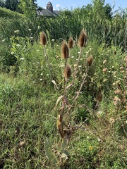 Dipsacus fullonum