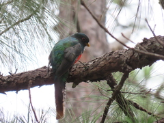 Trogon mexicanus