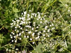 Falcaria vulgaris