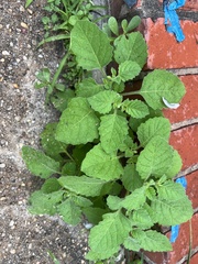 Solanum sarrachoides