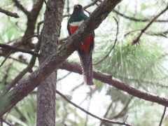 Trogon mexicanus