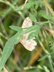 Elophila icciusalis