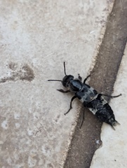 Creophilus maxillosus
