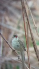 Acrocephalus schoenobaenus