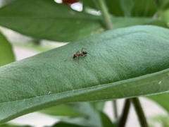 Formica pallidefulva