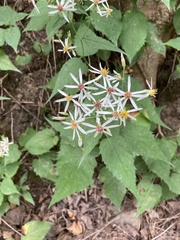 Eurybia
