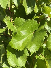 Vitis arizonica