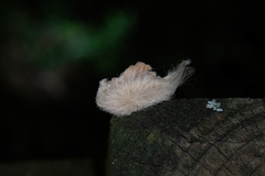 Megalopyge opercularis