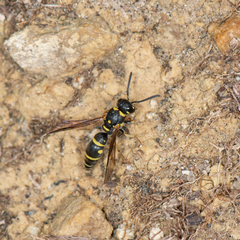 Parancistrocerus pedestris