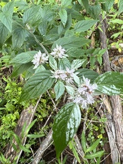 Pycnanthemum