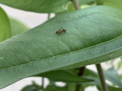 Formica pallidefulva