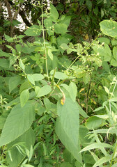 Scrophularia marilandica
