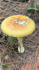 Amanita