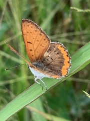Tharsalea hyllus