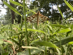Epipagis fenestralis