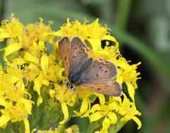 Tharsalea dorcas sangremar