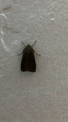 Xestia xanthographa