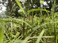 Epipagis fenestralis
