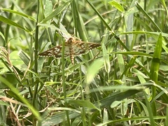 Epipagis fenestralis