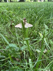Epipagis fenestralis