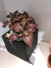 Fittonia