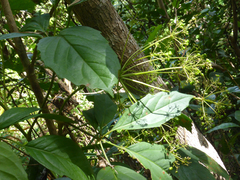 Mackinlaya confusa