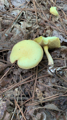 Suillus
