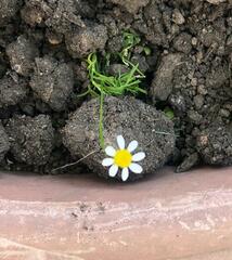 Matricaria chamomilla