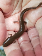 Gyrinophilus porphyriticus