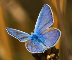 Polyommatus thersites